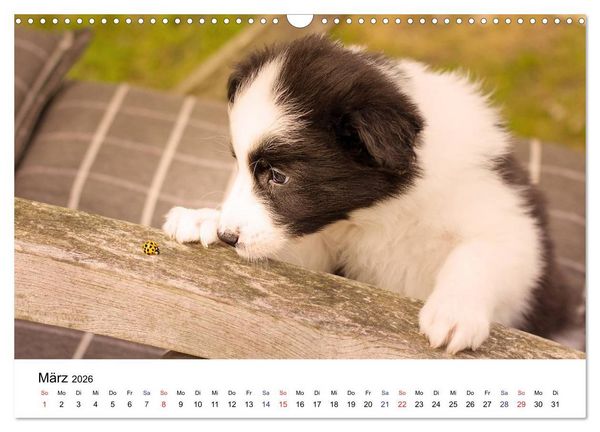 Produktbild: Pfotastische Border Collie Welpen (Wandkalender 2026 DIN A3 quer), CALVENDO Monatskalender