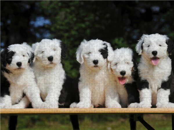 Produktbild: CALVENDO Puzzle Traumhund Bobtail - eine entz&uuml;ckende kleine Rasselbande | 1000 Teile Lege-Gr&ouml;&szlig;e 64x48cm Foto-Puzzle f&uuml;r gl&uuml;ckliche Stunden