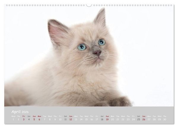 Produktbild: Amazing Ragdoll Kittens (High Quality Premium Wall Calendar 2026 DIN A2 landscape),CALVENDO 12 Month Wall Calendar