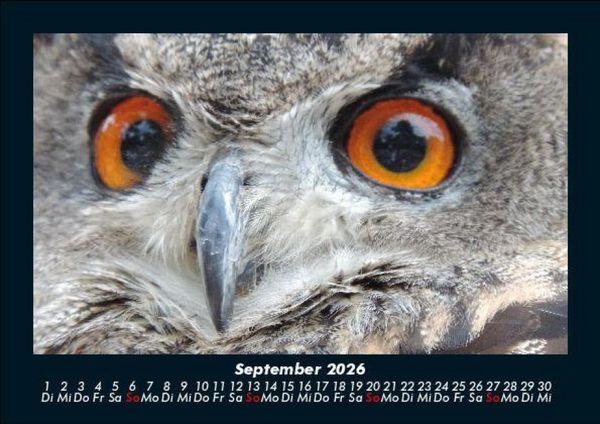 Produktbild: Vogelparadies 2026 Fotokalender DIN A5