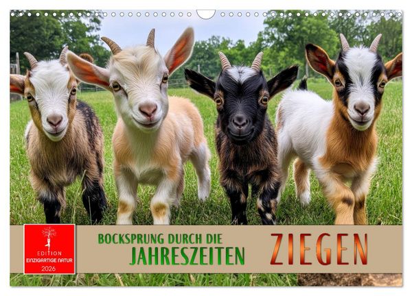Produktbild: Ziegen - Bocksprung durch das Jahr (Wandkalender 2026 DIN A3 quer), CALVENDO Monatskalender