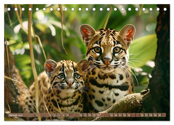 Produktbild: Wenn die wilden Katzen leise durch ihr Revier streifen (Tischkalender 2026 DIN A5 quer), CALVENDO Monatskalender