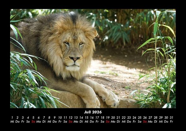 Produktbild: L&ouml;wen in der Wildnis 2026 Fotokalender DIN A3
