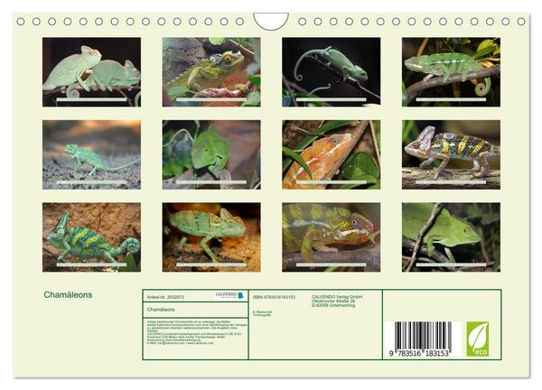 Produktbild: Cham&auml;leons (Wandkalender 2026 DIN A4 quer), CALVENDO Monatskalender