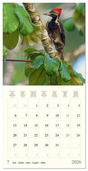 Produktbild: Royaume de nature Costa Rica (Calendrier mural carr&eacute; 2026 30x30 cm) Calendrier double avec une page pour vos prises de notes