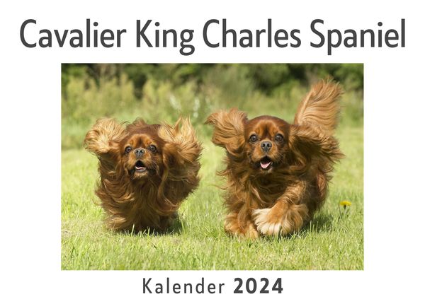 Produktbild: Cavalier King Charles Spaniel (Wandkalender 2024, Kalender DIN A4 quer, Monatskalender im Querformat mit Kalendarium, Das perfekte Geschenk)