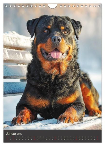 Produktbild: Rottweiler. Kraft, Herz und Treue (Wandkalender 2027 DIN A4 hoch), CALVENDO Monatskalender
