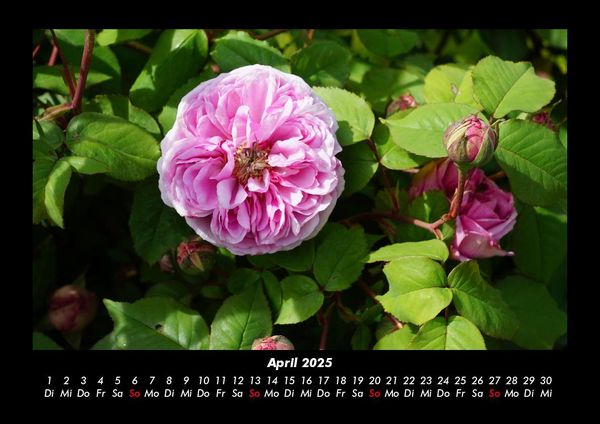 Produktbild: Blumenzauber 2025 Fotokalender DIN A3