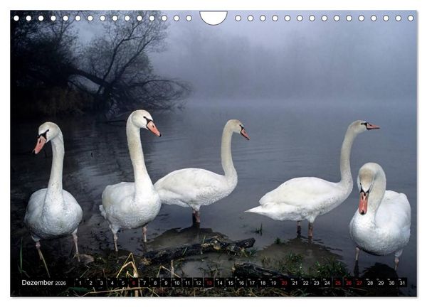 Produktbild: SCHW&Auml;NE. (Wandkalender 2026 DIN A4 quer), CALVENDO Monatskalender