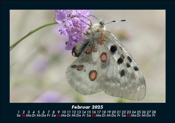 Produktbild: Bunte Pracht der Schmetterlinge 2025 Fotokalender DIN A5