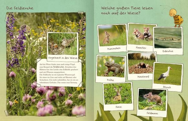 Produktbild: Die kleine Hummel Bommel entdeckt die Wiese