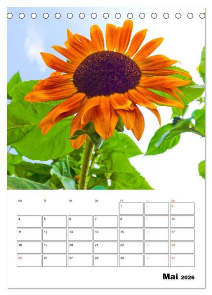 Produktbild: Strahlende Sonnenblumen (Tischkalender 2026 DIN A5 hoch), CALVENDO Monatskalender