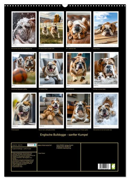 Produktbild: Englische Bulldogge - sanfter Kumpel (Wandkalender 2026 DIN A2 hoch), CALVENDO Monatskalender