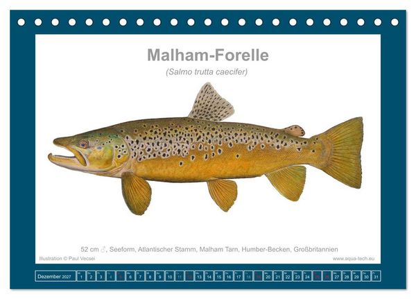 Produktbild: Fisch als Kunst 2027: Seeforellen (Tischkalender 2027 DIN A5 quer), CALVENDO Monatskalender