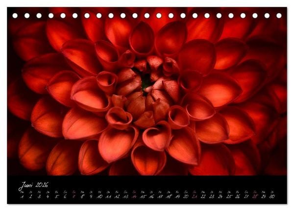 Produktbild: Serenade - Visuelle Musik der Blumen (Tischkalender 2026 DIN A5 quer), CALVENDO Monatskalender