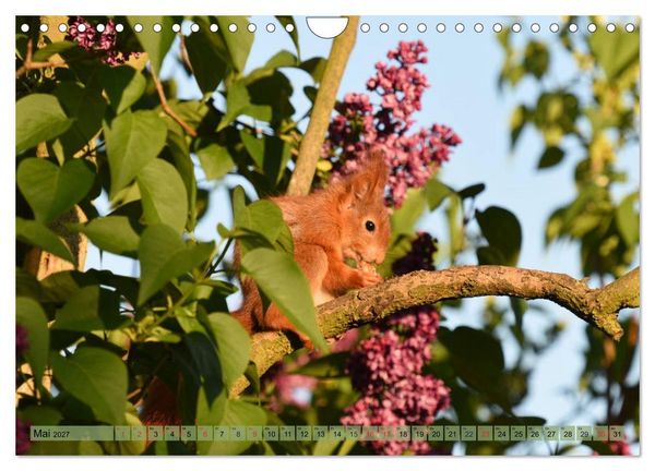 Produktbild: Eichh&ouml;rnchen-Spa&szlig; (Wandkalender 2027 DIN A4 quer), CALVENDO Monatskalender