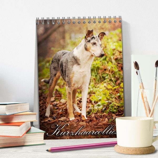 Produktbild: Kurzhaarcollies (Tischkalender 2026 DIN A5 hoch), CALVENDO Monatskalender