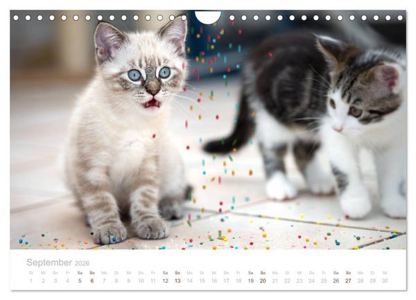 Produktbild: Katzenbabys beobachtet (Wandkalender 2026 DIN A4 quer), CALVENDO Monatskalender