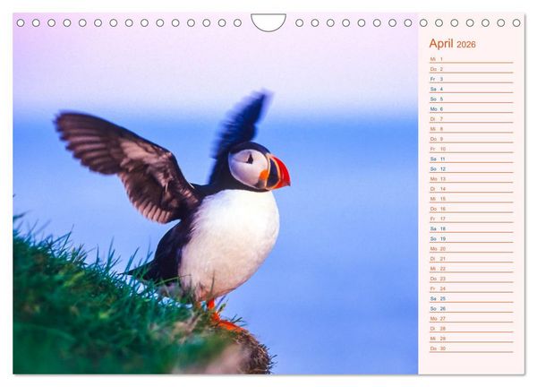 Produktbild: Papageitaucher auf Island (Wandkalender 2026 DIN A4 quer), CALVENDO Monatskalender