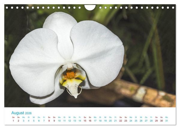 Produktbild: Die K&ouml;nigin der Blumenwelt, die Orchidee (Wandkalender 2026 DIN A4 quer), CALVENDO Monatskalender