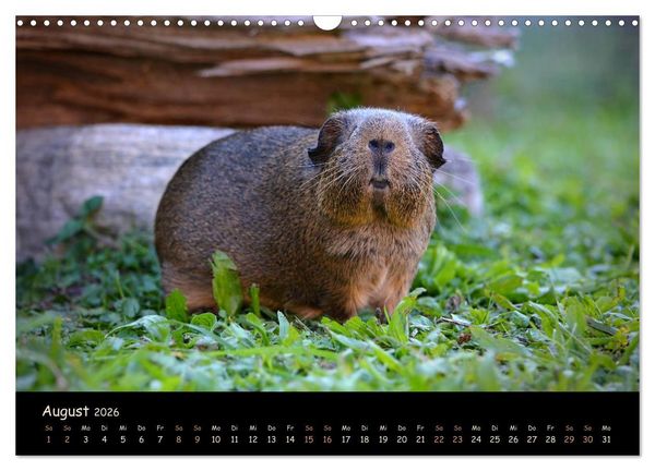 Produktbild: Meerschweinchen - Kleine s&uuml;&szlig;e Fellnasen (Wandkalender 2026 DIN A3 quer), CALVENDO Monatskalender