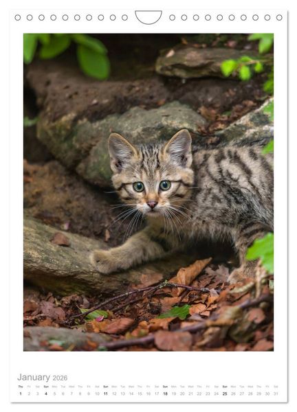 Produktbild: European Wildcats (Wall Calendar 2026 DIN A4 portrait), CALVENDO 12 Month Wall Calendar
