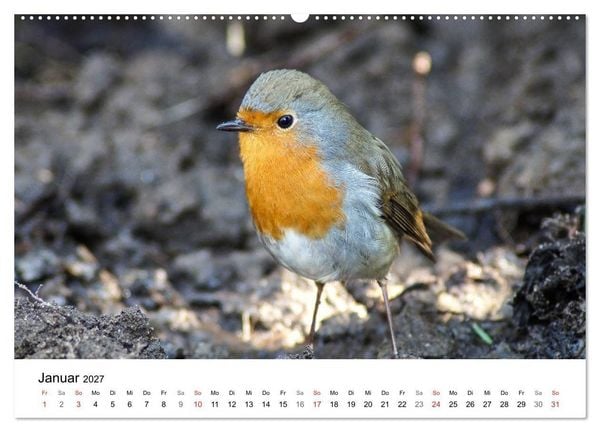 Produktbild: Paradies Naturgarten (Wandkalender 2027 DIN A2 quer), CALVENDO Monatskalender