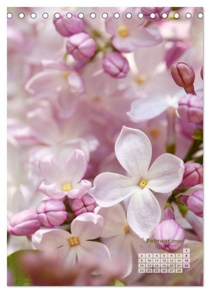 Produktbild: Fliederbl&uuml;te (Tischkalender 2026 DIN A5 hoch), CALVENDO Monatskalender