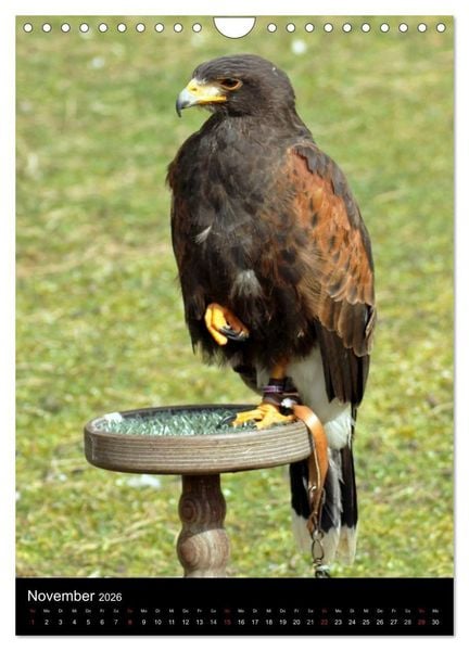Produktbild: Scharfe Krallen, scharfe Augen, Greifv&ouml;gel und Eulen im Wildpark (Wandkalender 2026 DIN A4 hoch), CALVENDO Monatskalender