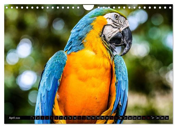 Produktbild: Amazonas - Faszination Regenwald (Wandkalender 2026 DIN A4 quer), CALVENDO Monatskalender