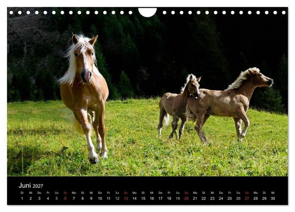 Produktbild: Wundersch&ouml;ne Haflingerwelt (Wandkalender 2027 DIN A4 quer), CALVENDO Monatskalender