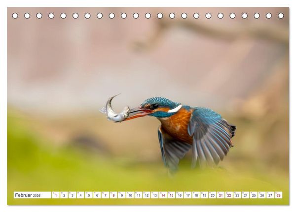Produktbild: Der blaue Diamant - Fotos vom Eisvogel (Tischkalender 2026 DIN A5 quer), CALVENDO Monatskalender