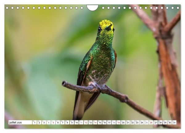 Produktbild: Colibris - pierres pr&eacute;cieuses volantes (Calendrier mural 2026 DIN A4 vertical), CALVENDO calendrier mensuel