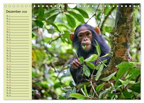 Produktbild: Ugandas wilde Menschenaffen (Wandkalender 2026 DIN A4 quer), CALVENDO Monatskalender