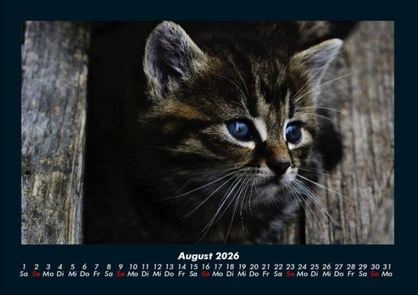 Produktbild: Haustierkalender 2026 Fotokalender DIN A4