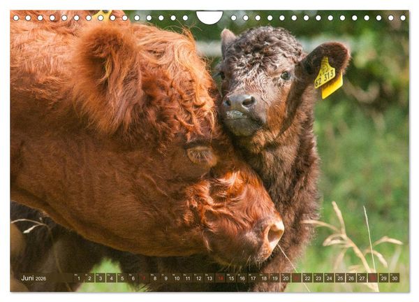 Produktbild: Galloway K&auml;lbchen - Liebenswert und lockig (Wandkalender 2026 DIN A4 quer), CALVENDO Monatskalender