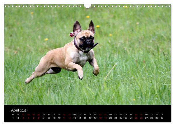 Produktbild: Franz&ouml;sische Bulldoggen - Schutzengel auf 4 Pfoten (Wandkalender 2026 DIN A3 quer), CALVENDO Monatskalender