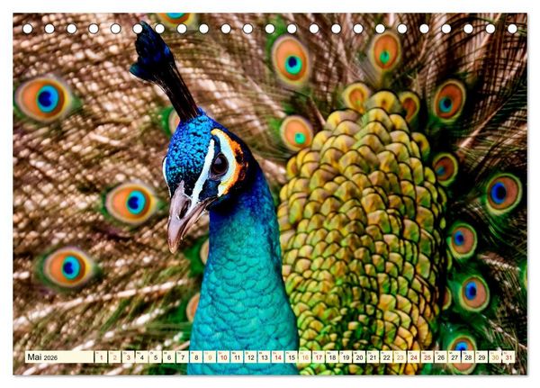 Produktbild: Sch&ouml;ner Pfau (Tischkalender 2026 DIN A5 quer), CALVENDO Monatskalender