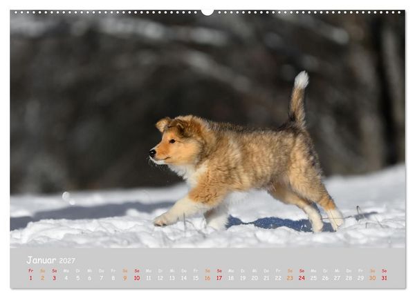 Produktbild: Collie Welpen im Schnee (Wandkalender 2027 DIN A2 quer), CALVENDO Monatskalender