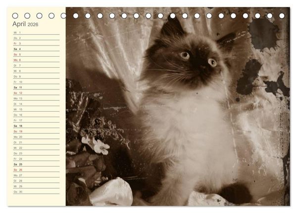 Produktbild: Oma's Katzenkalender 2026 (Tischkalender 2026 DIN A5 quer), CALVENDO Monatskalender
