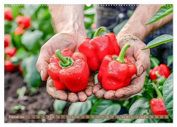 Produktbild: Mein Gem&uuml;segarten - Ein Jahr knackig frisches Gem&uuml;se (hochwertiger Premium Wandkalender 2026 DIN A2 quer), Kunstdruck in Hochglanz