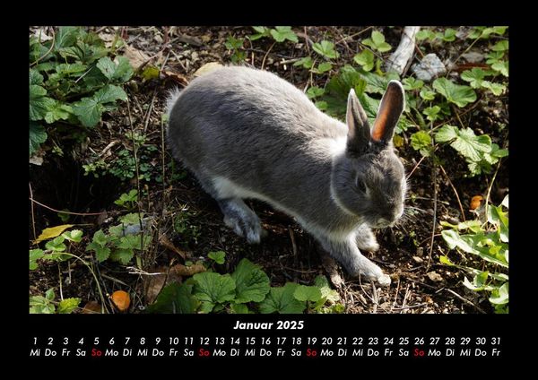 Produktbild: Haustierkalender 2025 Fotokalender DIN A3