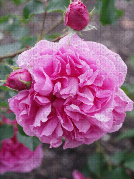 Produktbild: CALVENDO Puzzle Rosa "Warwick Castle" | 1000 Teile Lege-Gr&ouml;&szlig;e 64x48cm Foto-Puzzle f&uuml;r gl&uuml;ckliche Stunden