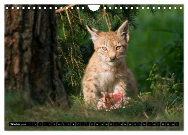 Produktbild: Luchskinder (Wandkalender 2026 DIN A4 quer), CALVENDO Monatskalender