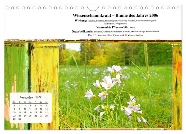 Produktbild: Gesundheit vor deiner Haust&uuml;re - Heilpflanzen am Alpenrand - Wirkung, Anwendungsbereiche und Teezubereitung (Wandkalender 2027 DIN A4 quer), CALVENDO Monatskalender