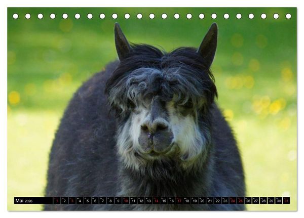 Produktbild: Lama und Alpaka (Tischkalender 2026 DIN A5 quer), CALVENDO Monatskalender