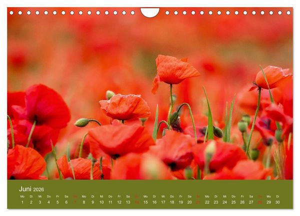 Produktbild: Mohnblumen Romantik (Wandkalender 2026 DIN A4 quer), CALVENDO Monatskalender