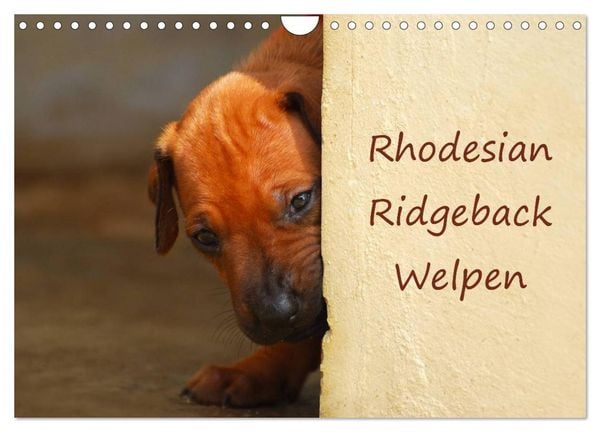 Produktbild: Rhodesian Ridgeback Welpen (Wandkalender 2026 DIN A4 quer), CALVENDO Monatskalender