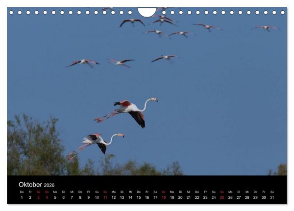 Produktbild: Flamingos der Camargue 2026 (Wandkalender 2026 DIN A4 quer), CALVENDO Monatskalender