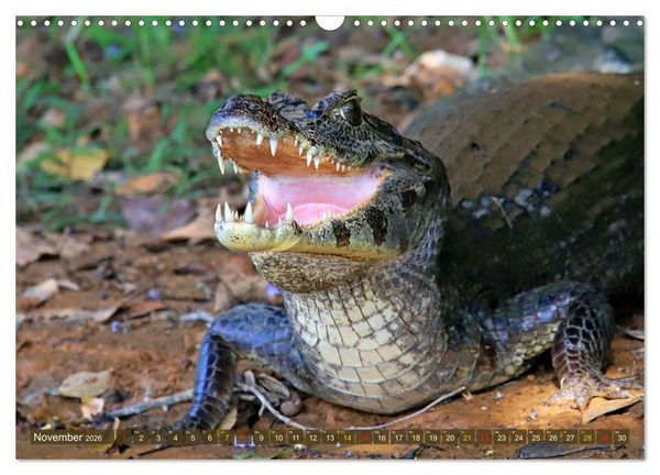 Produktbild: Krokodile in der Wildnis (Wandkalender 2026 DIN A3 quer), CALVENDO Monatskalender